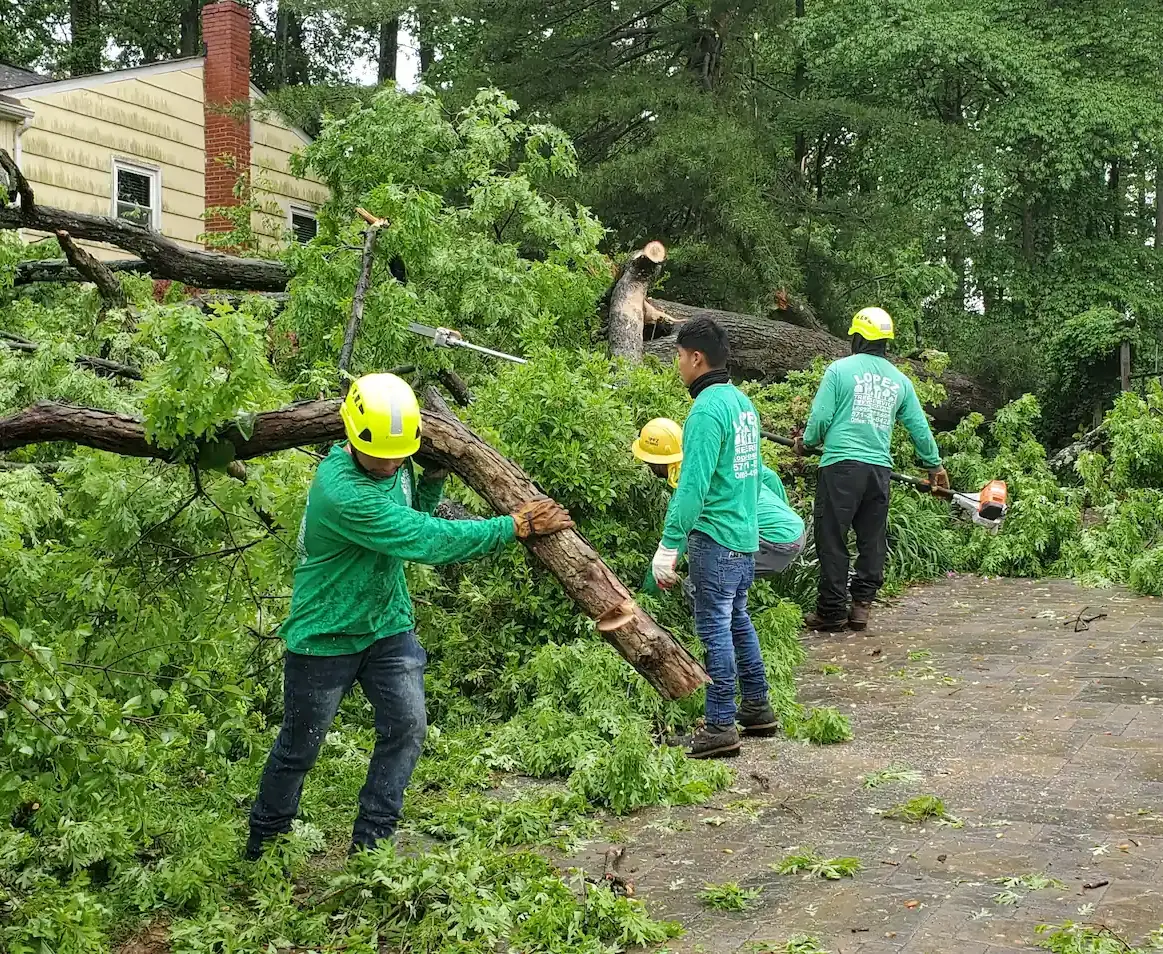 Lopez Tree Services work site