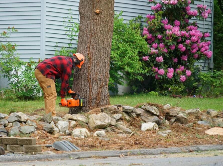 arborist-removing-tree