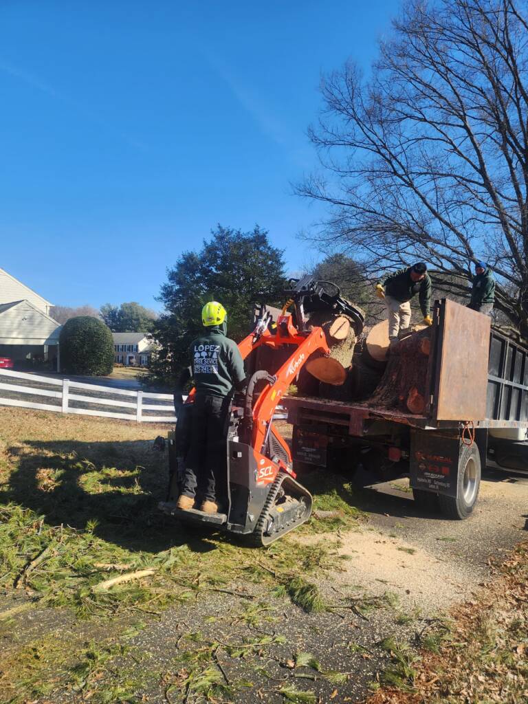 arlington-full-service-tree