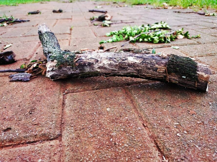 weak tree limbs