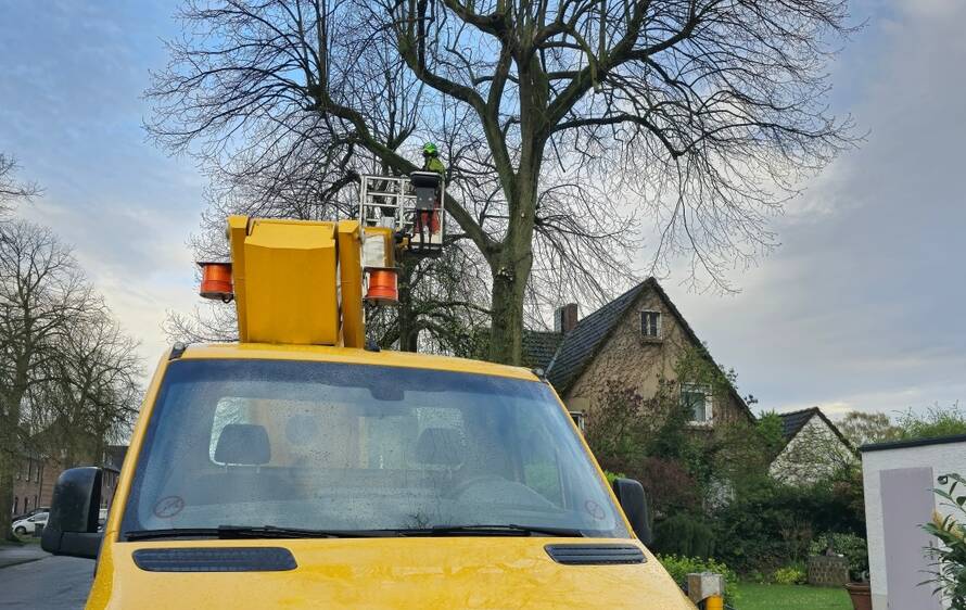 Preventing Falling Tree limbs