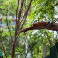 Should I Remove a Tree for My Home’s Safety? Roots, Foundation, and Wires Explained
