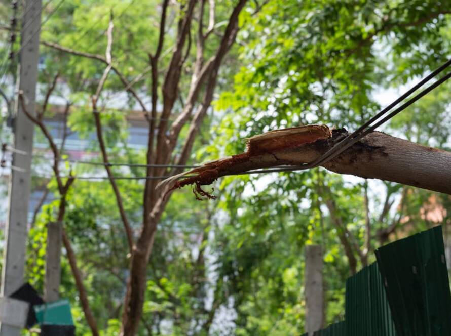 branch-hanging-on-top-of-cable-lines