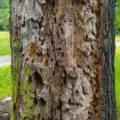 When to Remove a Tree: How to Handle Disease, Storm Damage, and Construction