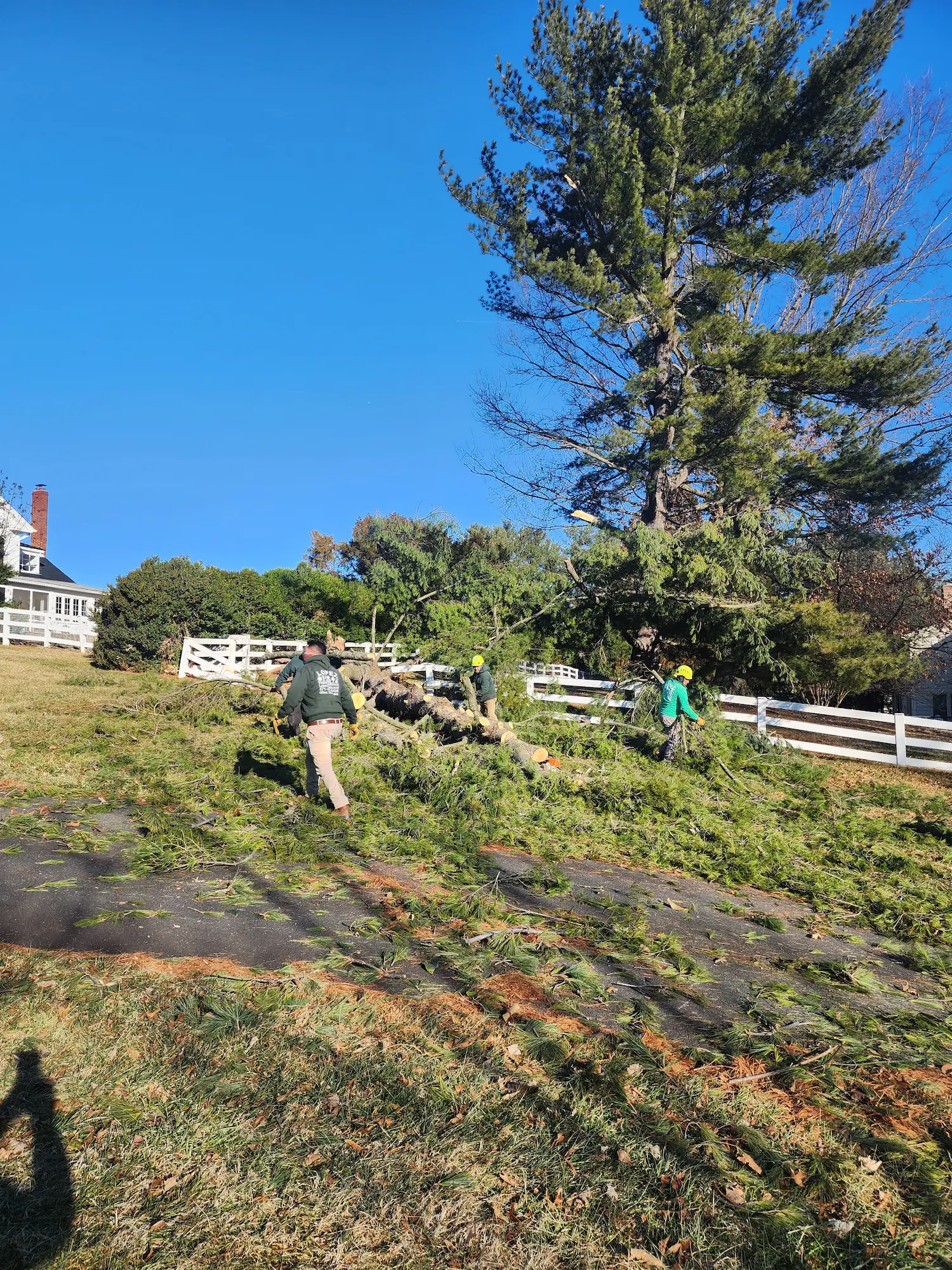 Professional Tree Services in Bethesda, MD