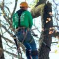 Signs You Need to Remove a Tree Immediately