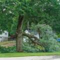 Emergency Tree Service: What to Do After a Storm