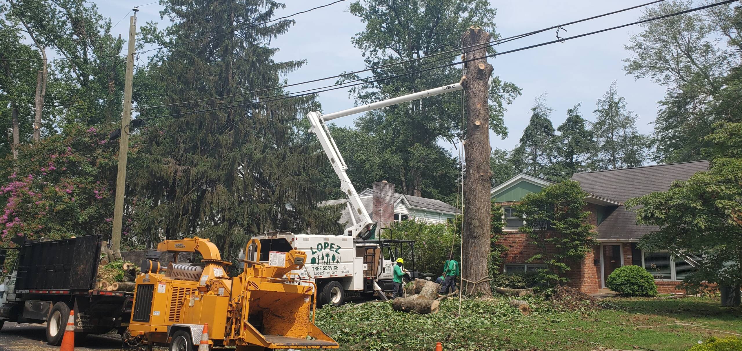 Professional Tree Services in Great Falls, VA