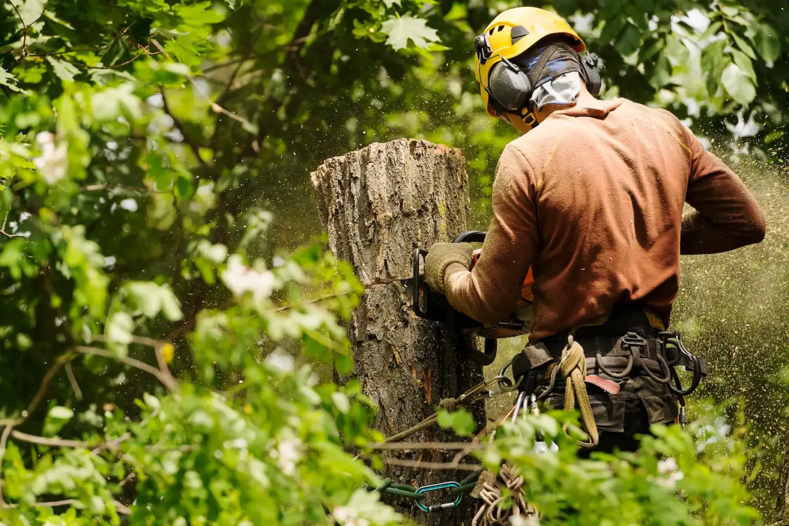 Arborist Cutting Tree With Chainsaw