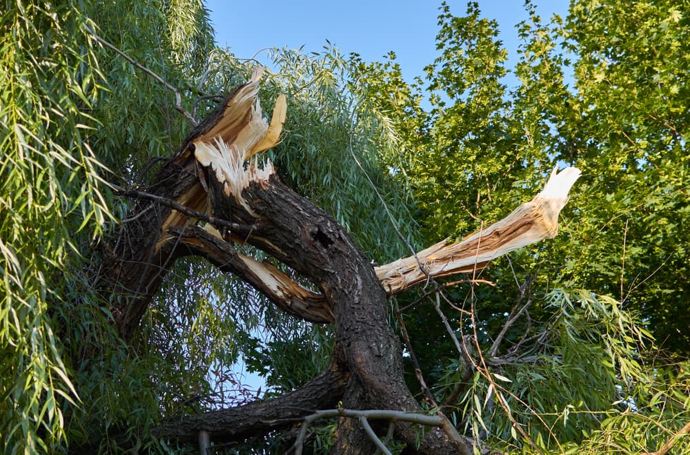 Tree Services in Fairfax, VA