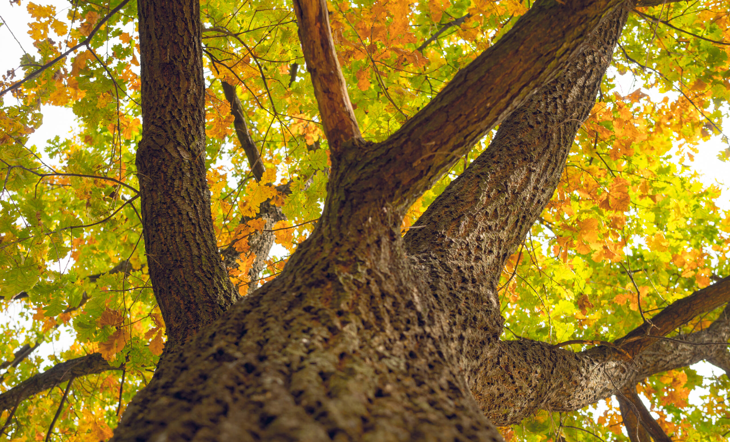 close-up-of-oak-tree-with-autum-colored-leaves