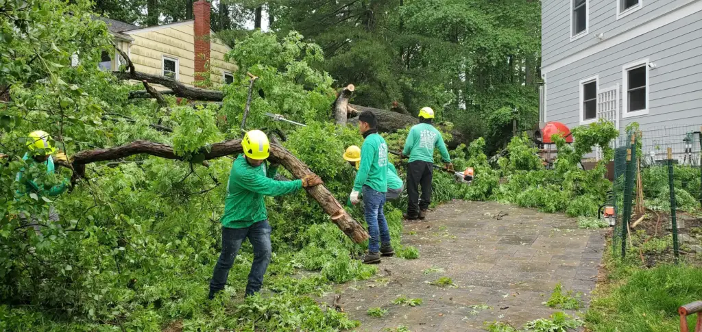 lopez tree service workers removing tree in a home