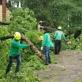 Can a Tree That’s Close to My House Be Removed Safely?