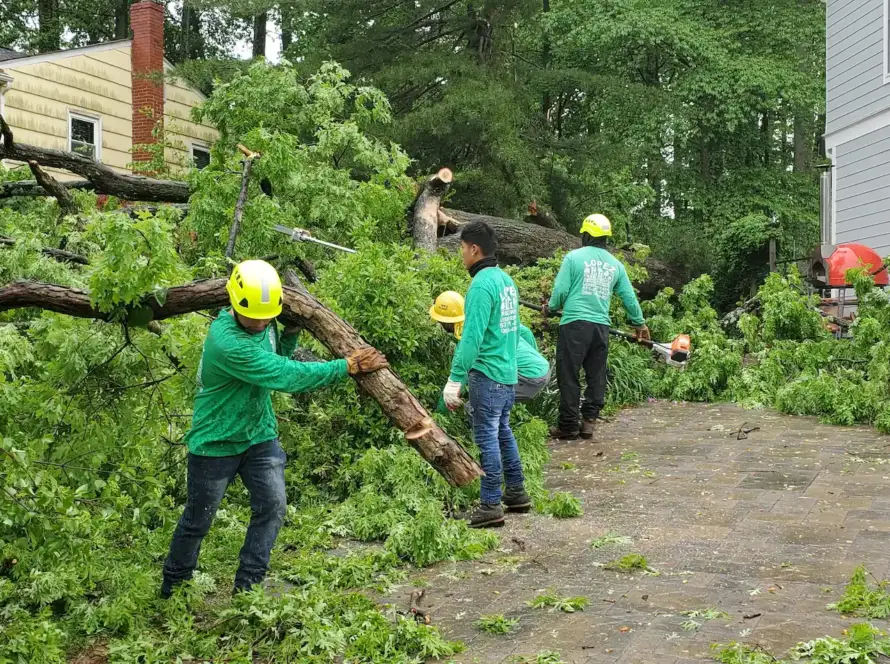 lopez tree service workers removing tree in a home