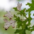 Oak Wilt Disease: Identification, Prevention, and Treatment