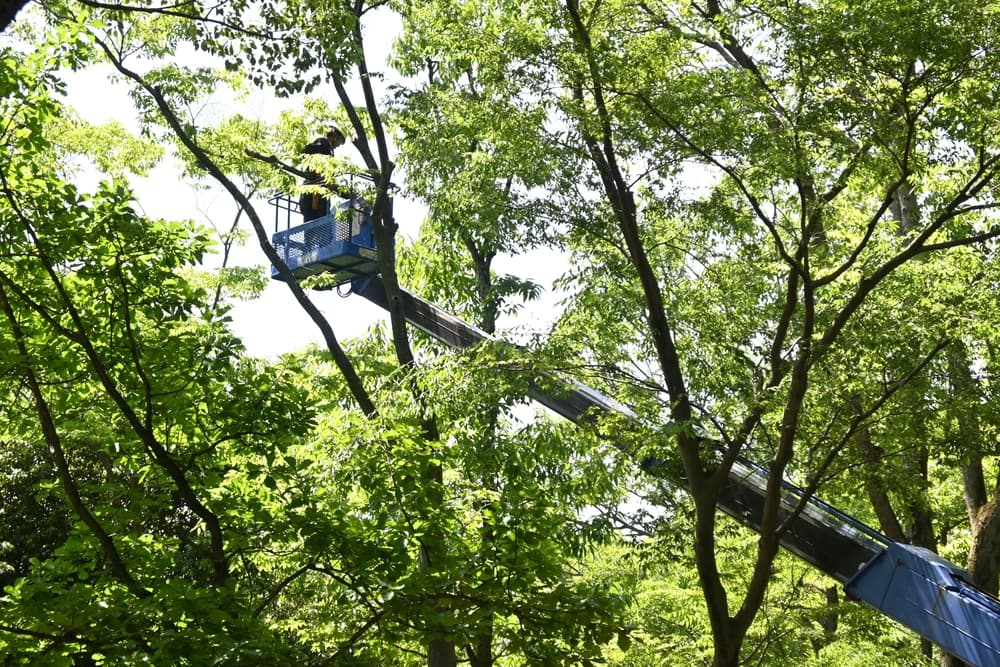 Tree Services in Centreville, VA