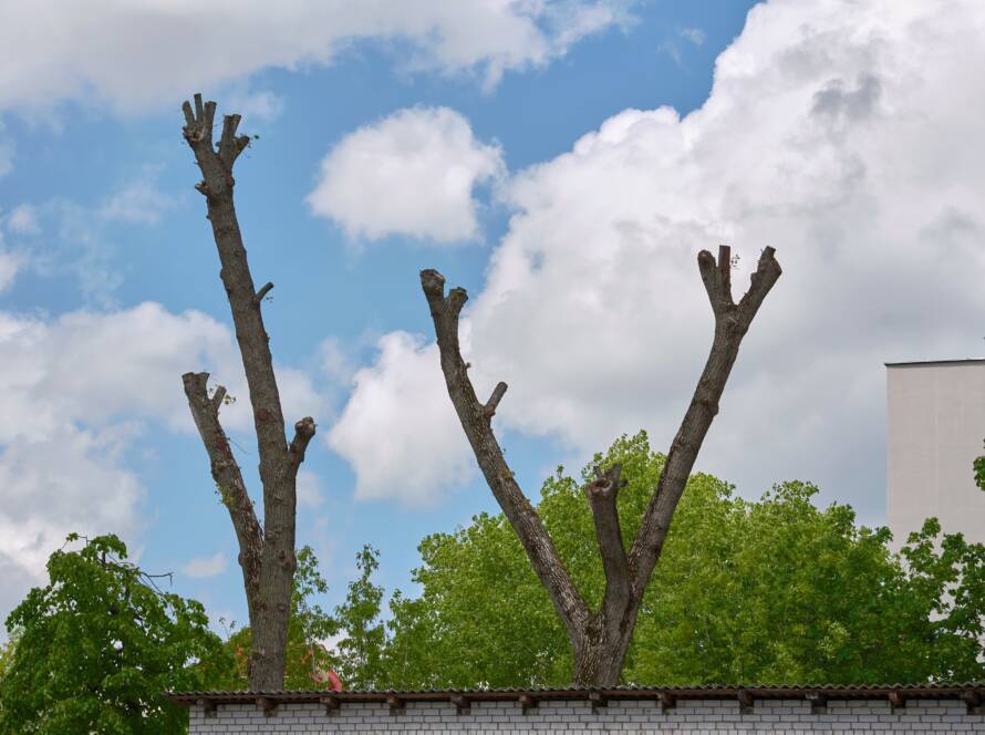 tree-cut-off-crown-trees-pruned